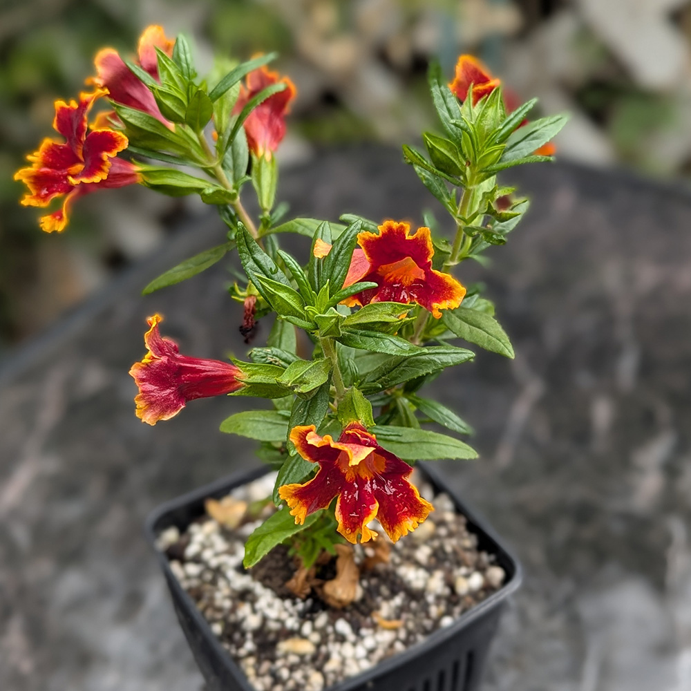 monkey flower jelly bean fiesta