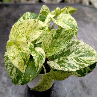Pothos Marble Queen