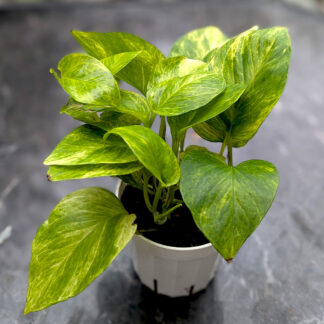 pothos marble queen