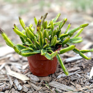 Rhipsalis ewaldiana Mistletoe Cactus