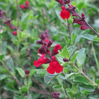 salvia greggii hummingbird