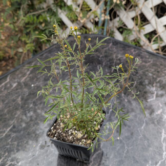 tagetes lemonii mexican mint marygold