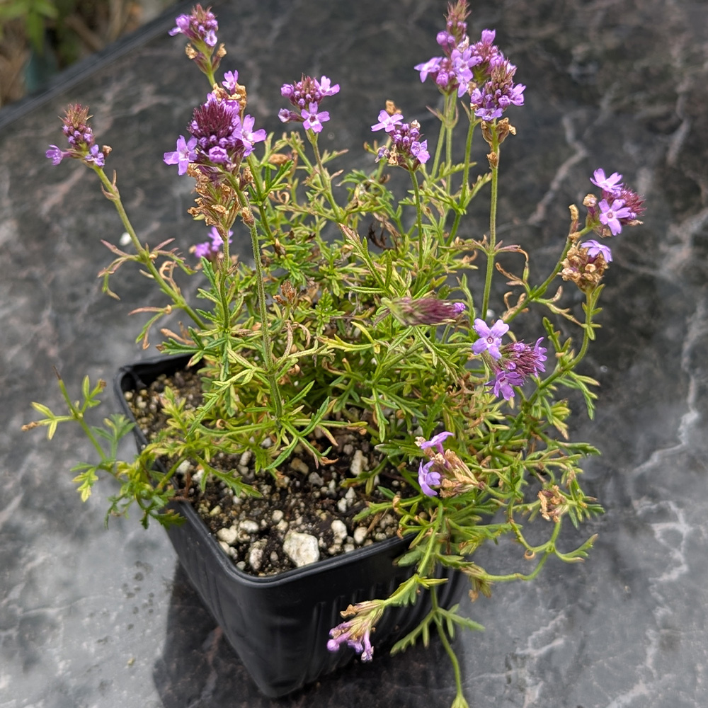verbena de la minia