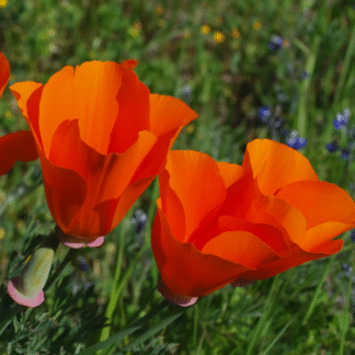 california red poppy