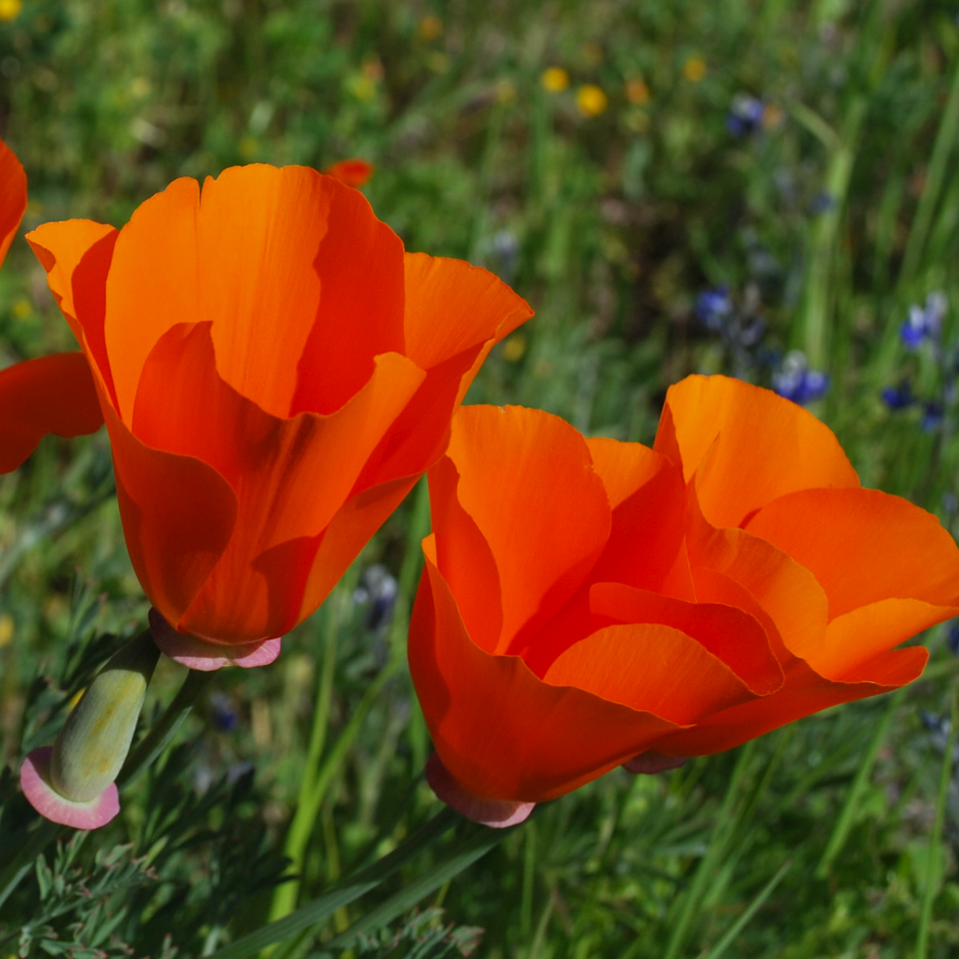 california red poppy