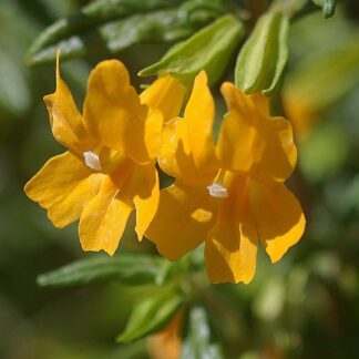 mimilus yellow monkey flower jelly bean