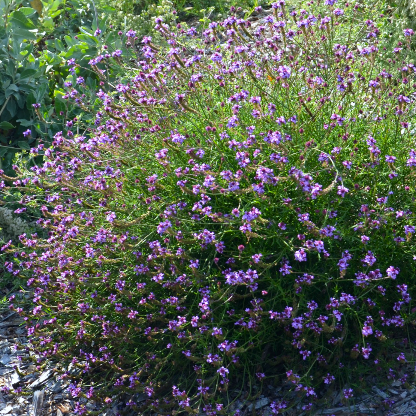 verbena lilaciina de la mina