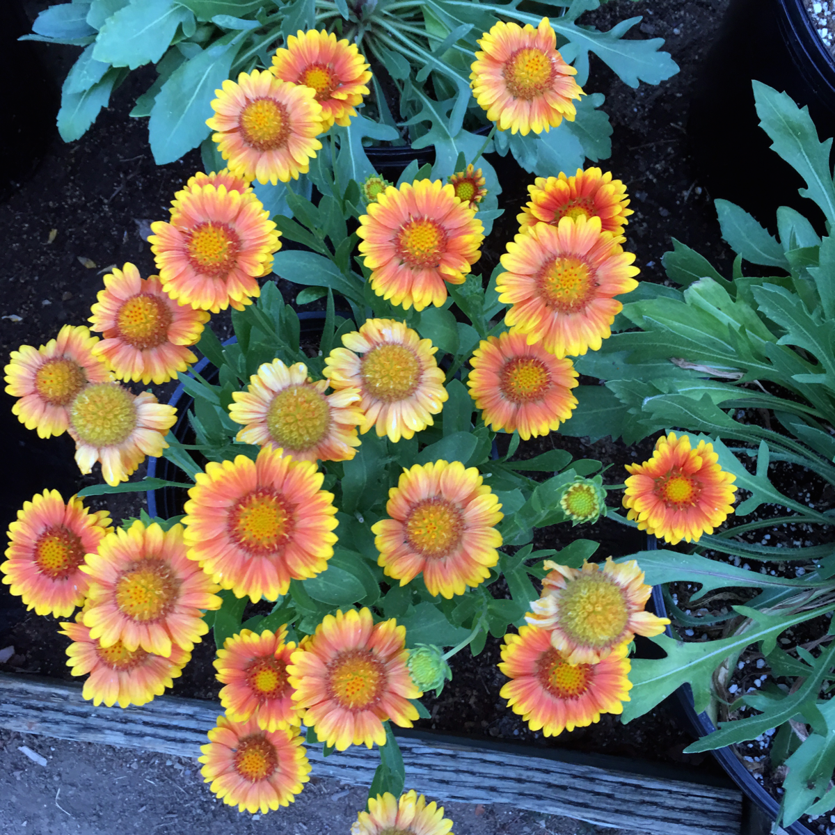 Galliardia - Marmalade