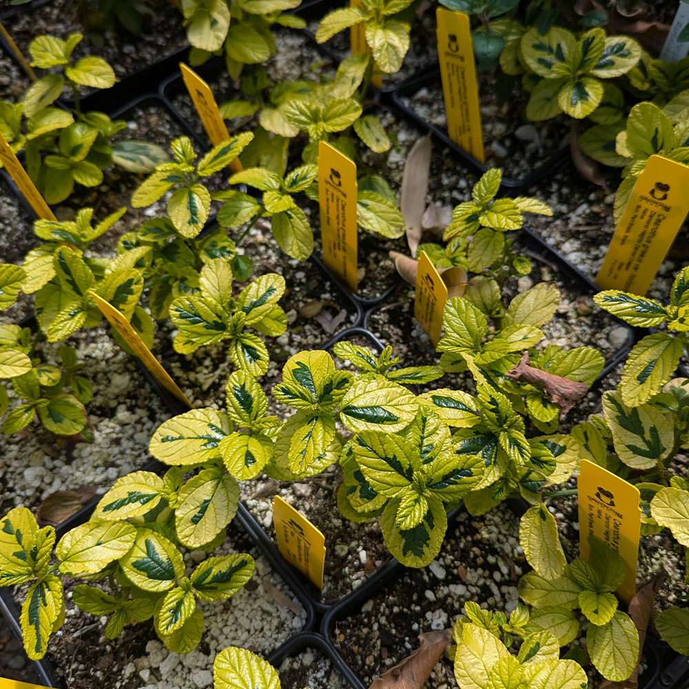 Ceanothus -Variegated Diamond Heights