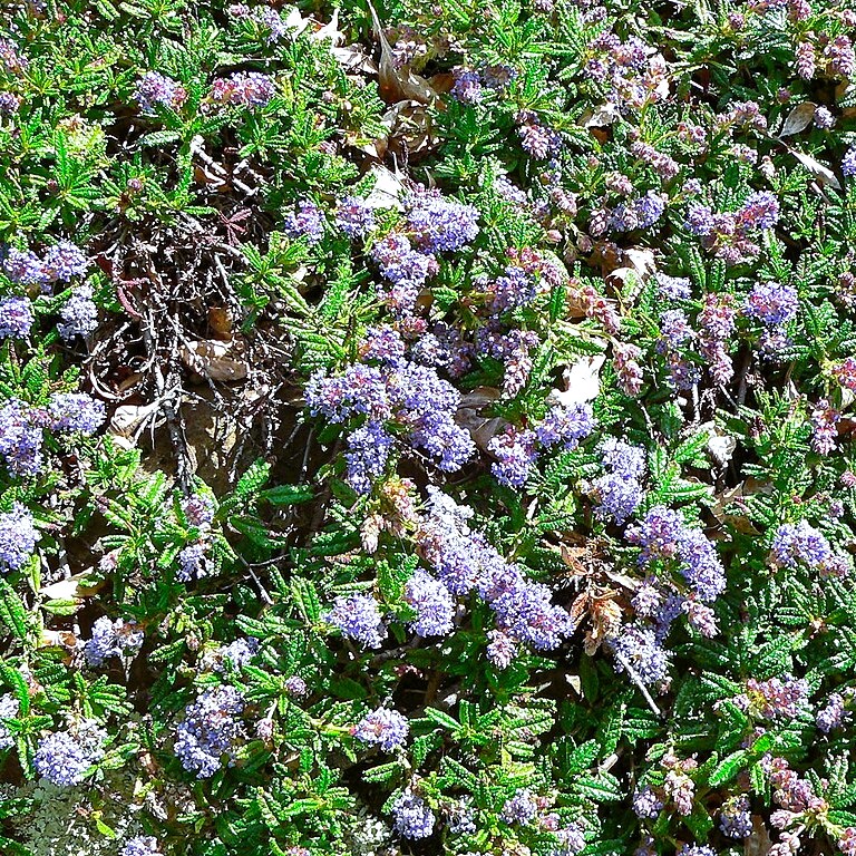 ceanothus hearstiorum