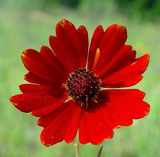 Coreopsis - Red River