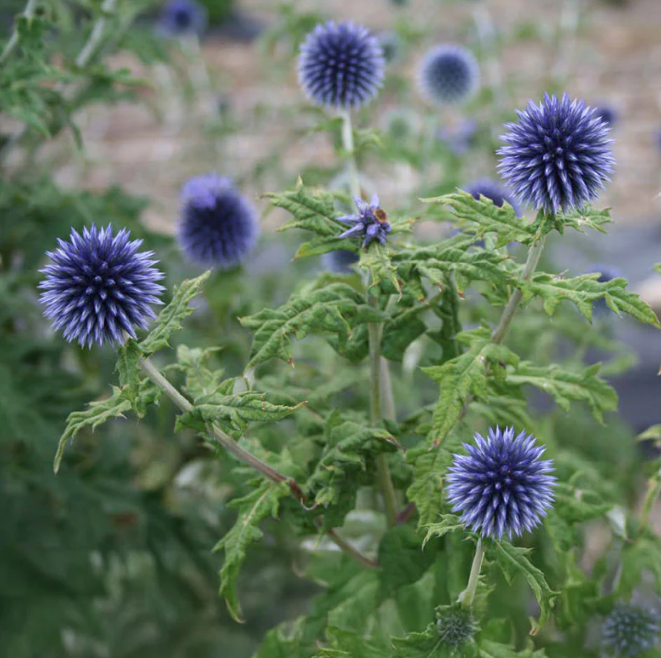 Echinops Ritro - Globe thistle