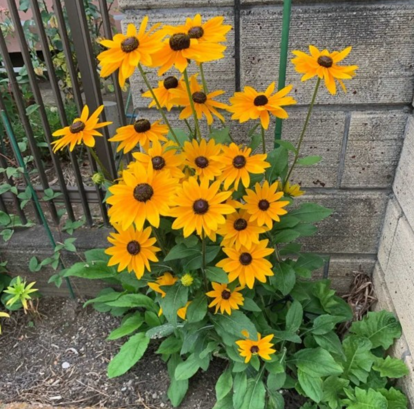 Rudbeckia