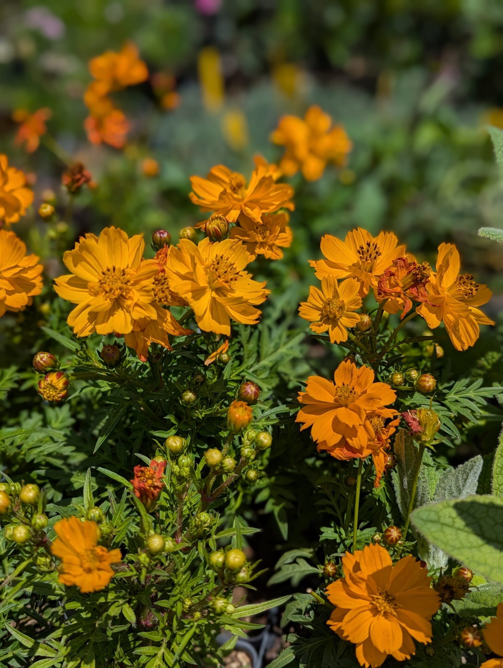 Cosmos- cosmic orange