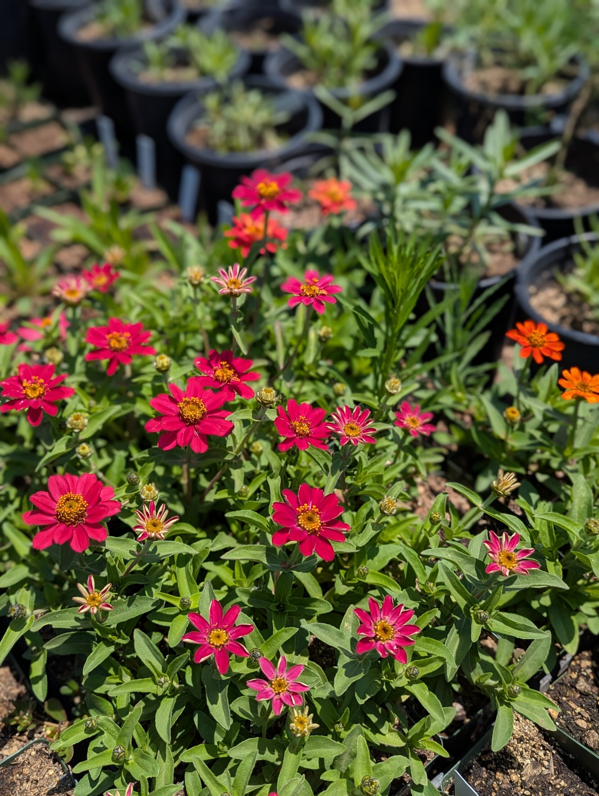 Zinnia seedlings
