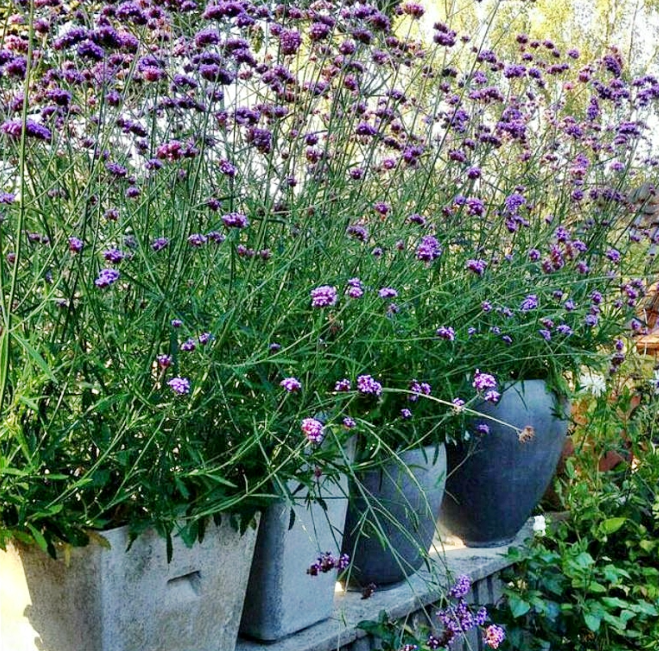 verbena bonnariensis - Tall Verbena