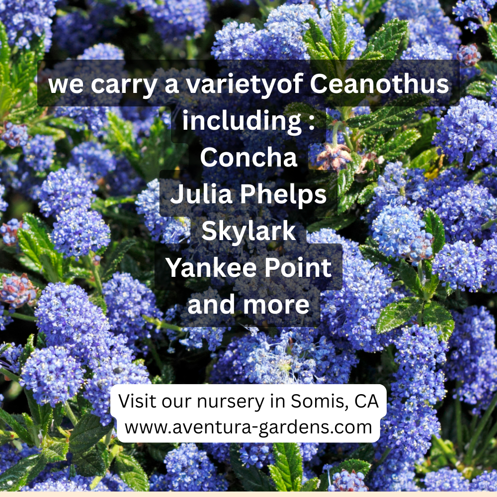 ceanothus native plants