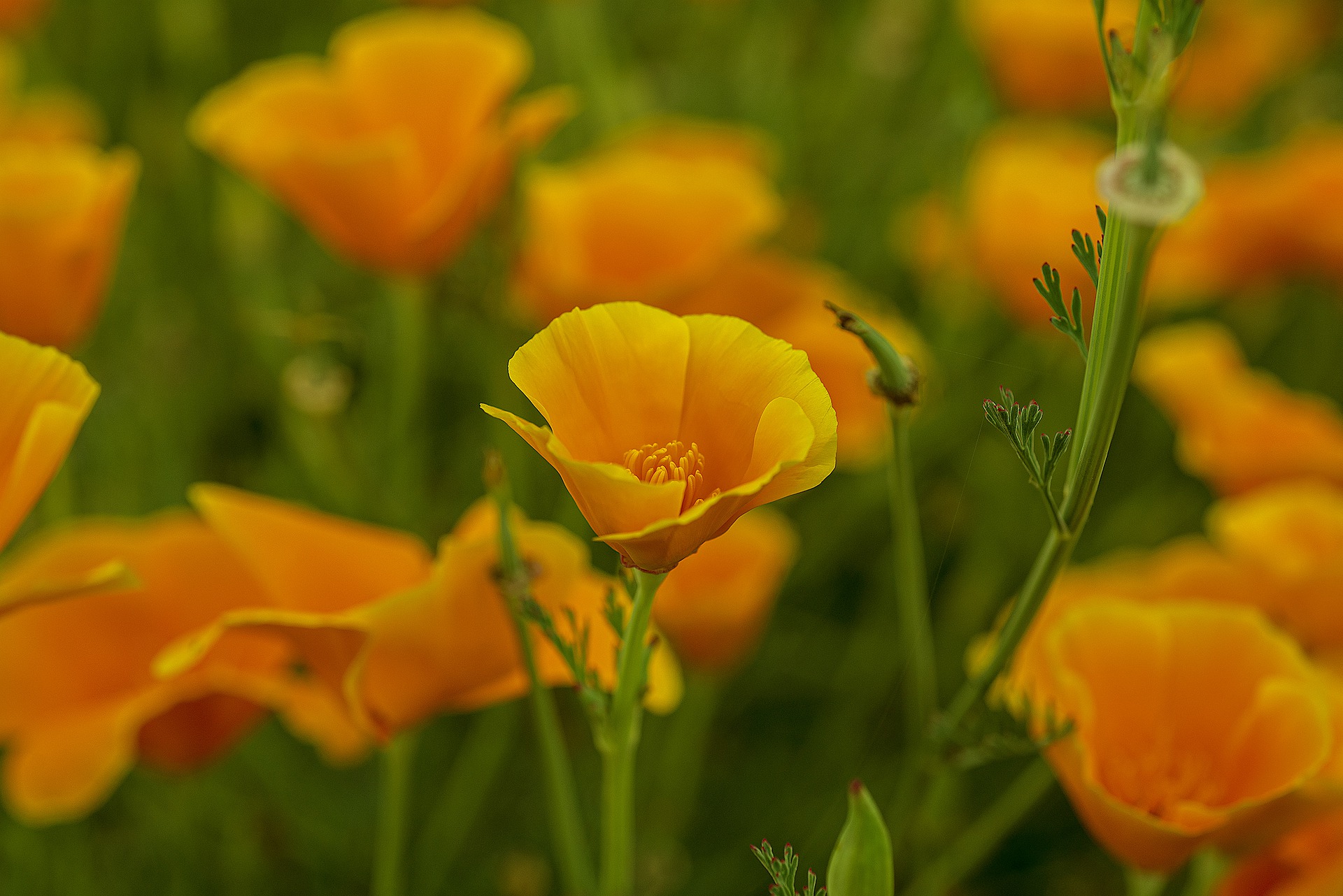 California Gold Poppies