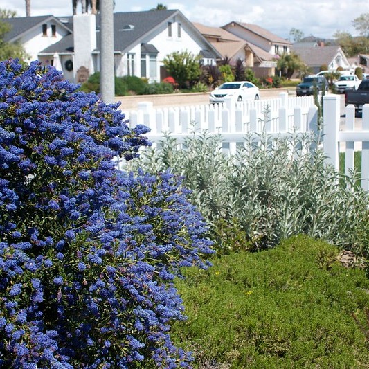 ceanothus concha