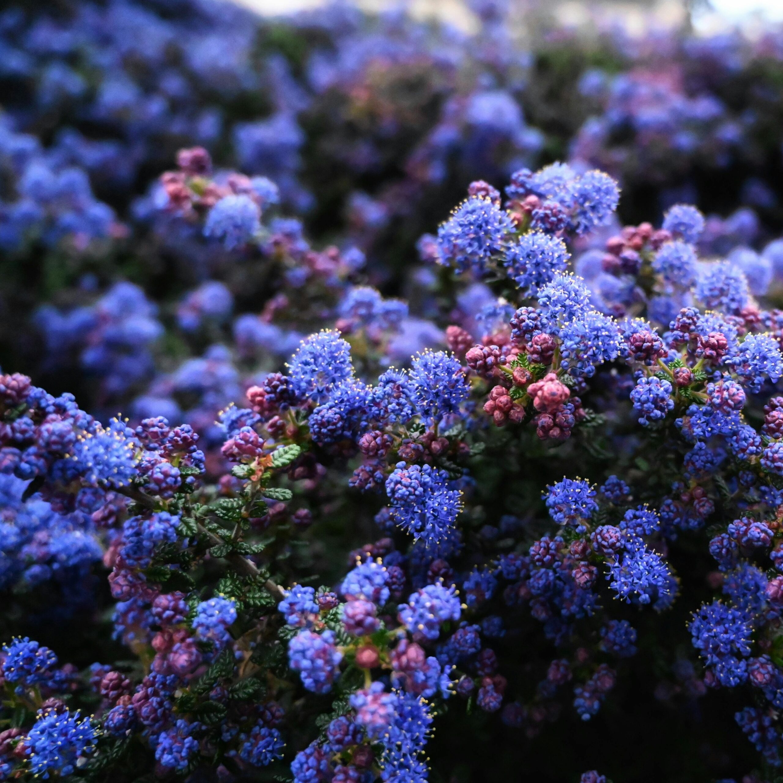 ceanothus julia phelps