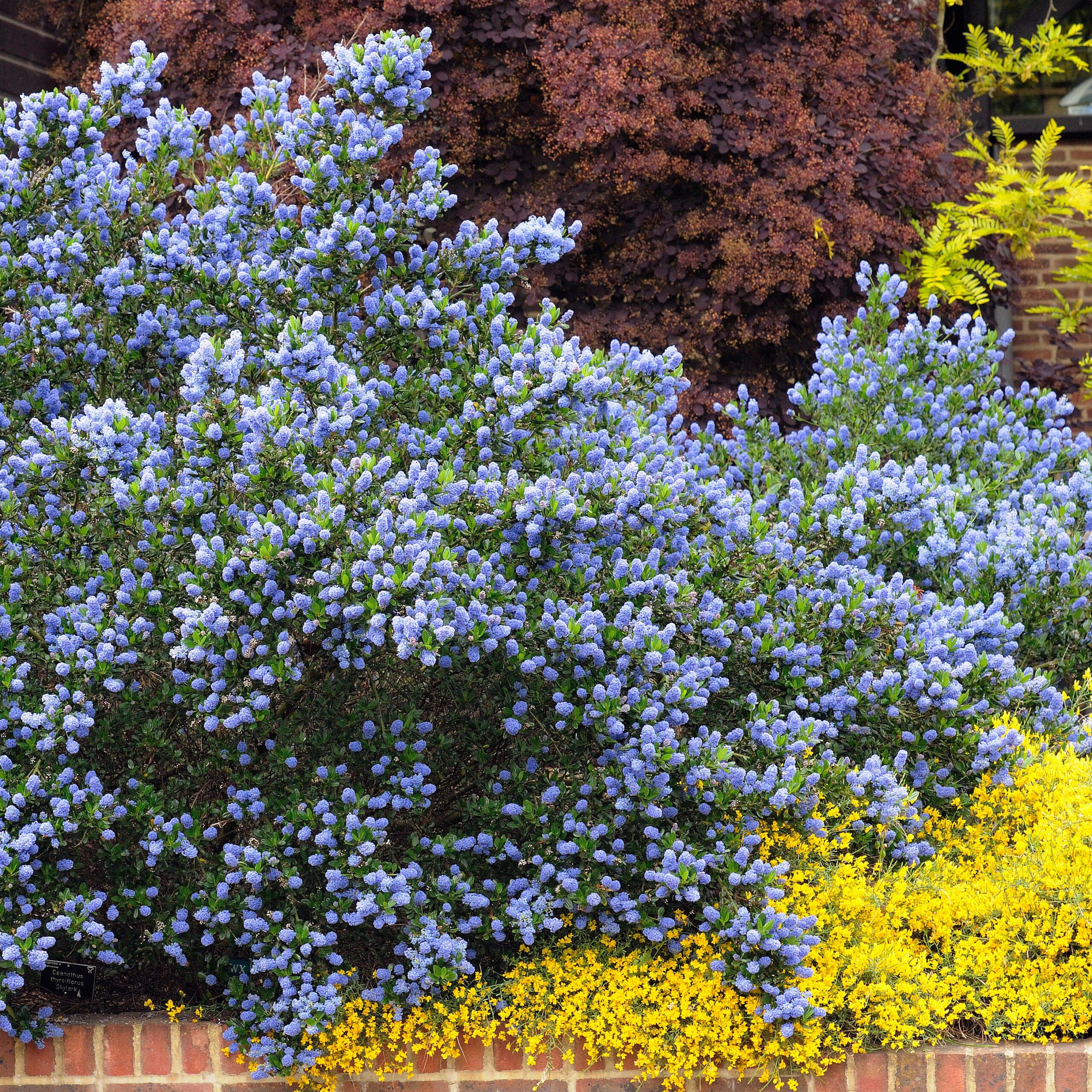 ceanothus skylark