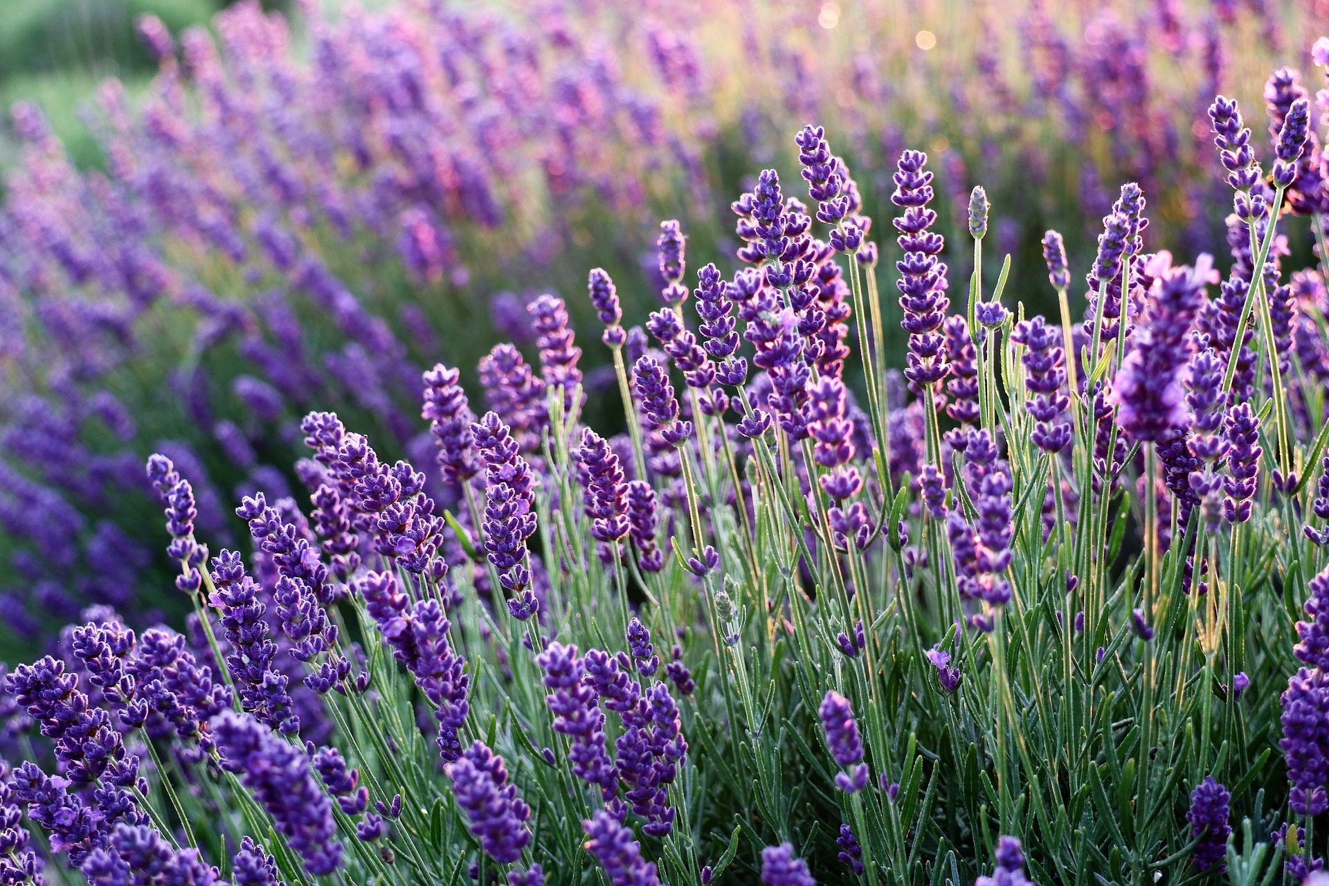 English Lavender - Hidcote Blue