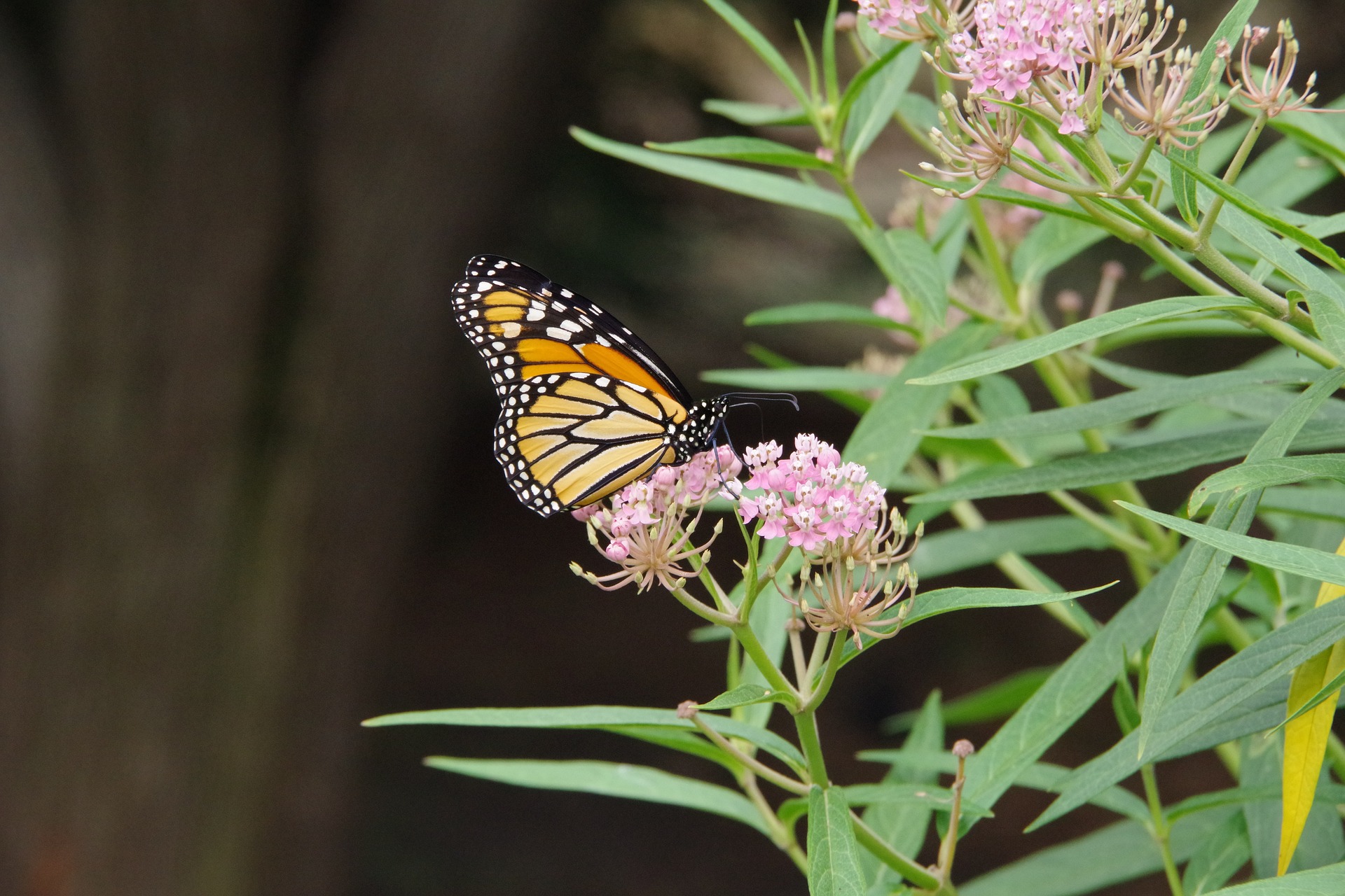 Native Milkweed - Asclepias fascicularis