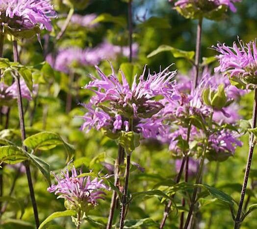 Monarda - Bee Balm -Russian River Valley