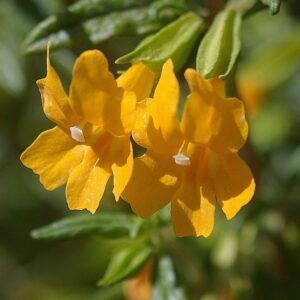 Mimilus - monkeyflower, gold