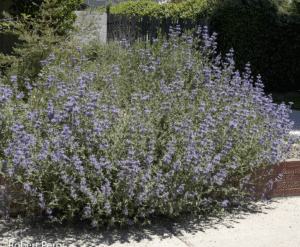 Salvia Allen Chickering