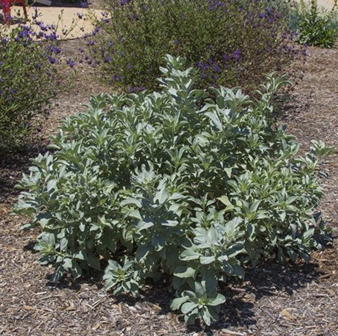Salvia Apiana - White Sage