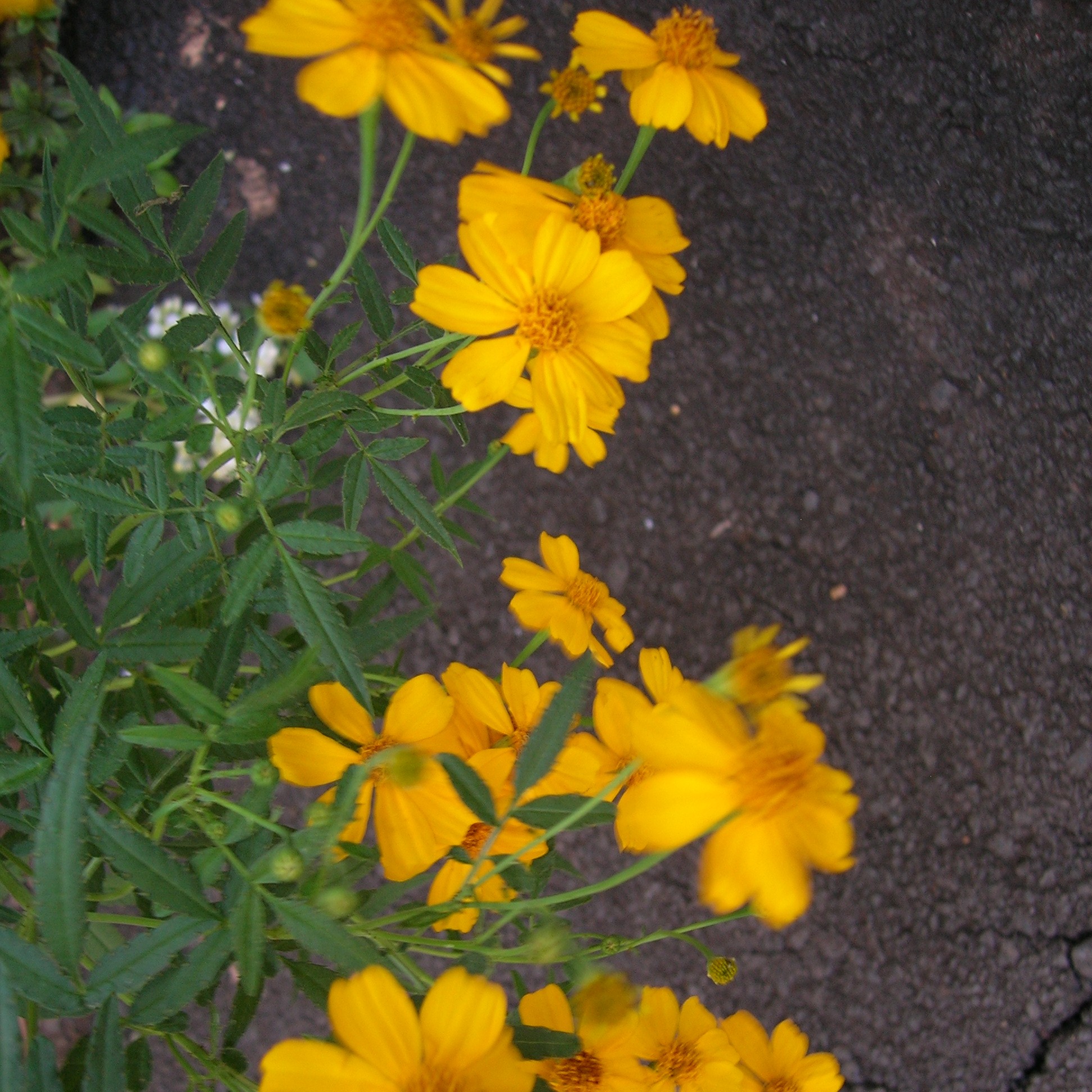 Tagates - Mexican Mint Marigold