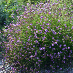 Verbena Lilacina 'de la mina'