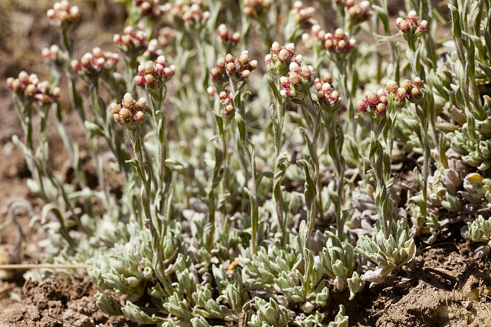 groundcovers Antennaria rosea - Rosy Pussytoes