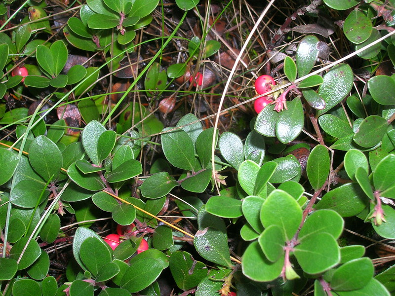 groundcovers Arctostaphylos uva-ursi