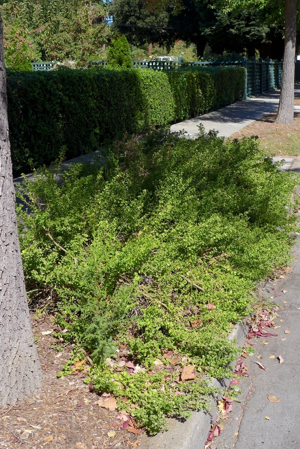 groundcover coyote bush twin peaks