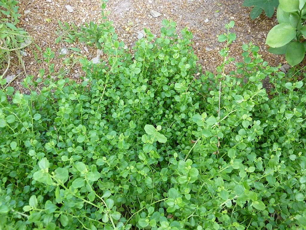 groundcovers coyotebush dwarf