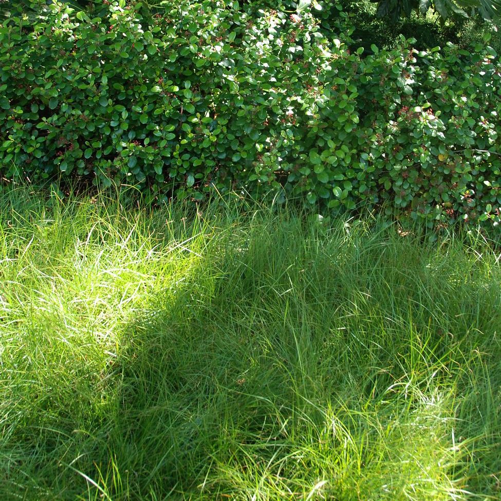 groundcovers carex pansa grass