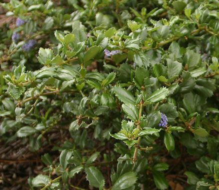 groundcovers Ceanothus gloriosus - Point Reyes