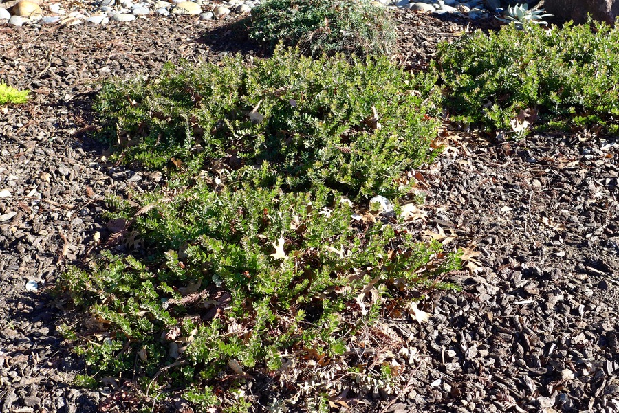 groundcovers Ceanothus uva-ursi ‘Woods Compact’
