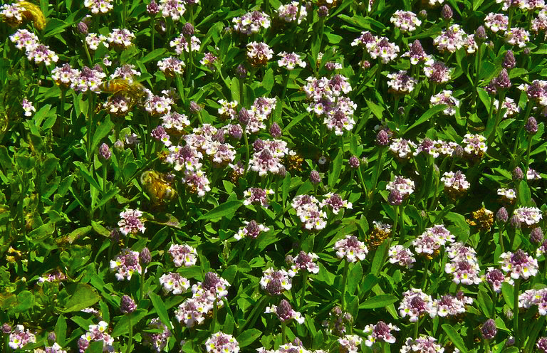groundcovers Phyla nodiflora Common Lippia