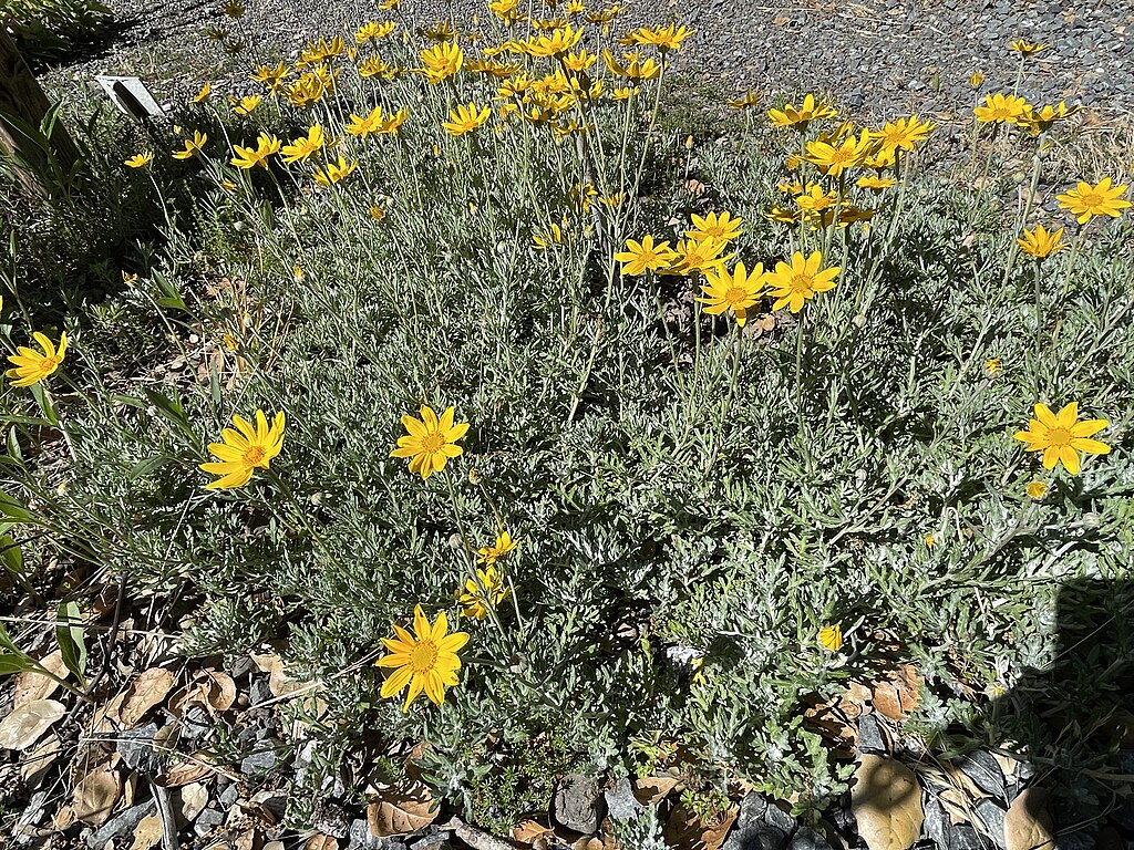 Eriophyllum lanarum ‘Siskiyou’ Siskiyou Wooly Sunflower