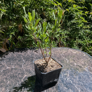 salvia winifred gilman