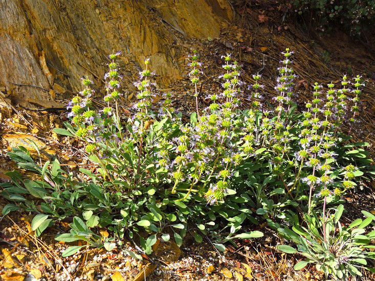 groundcovers creeping sage