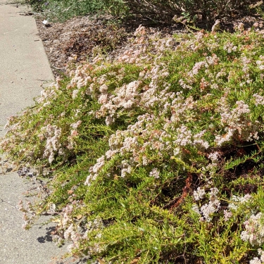 Warriner Lytle Buckwheat groundcover