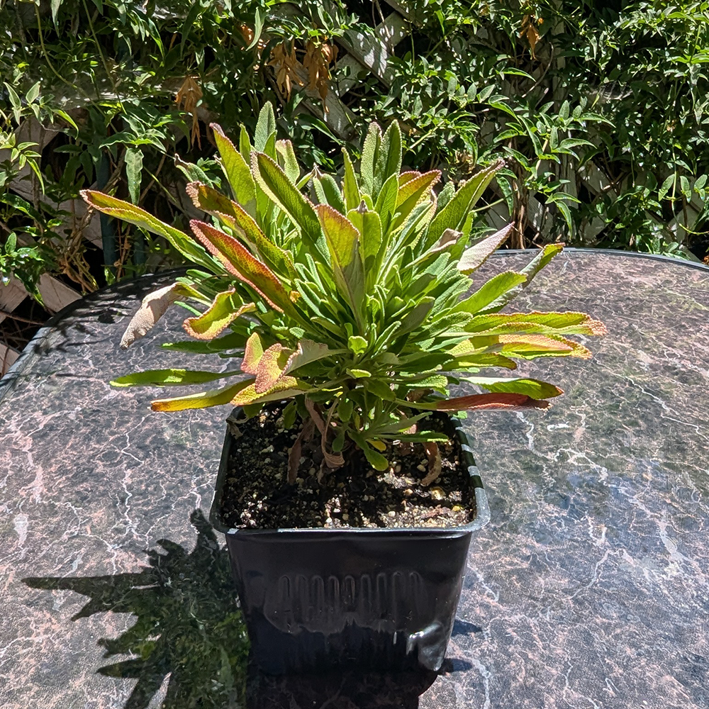 salvia daras choice 4 in