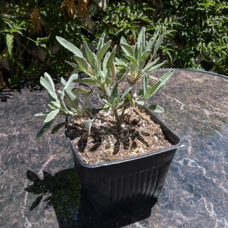 salvia sage bees bliss