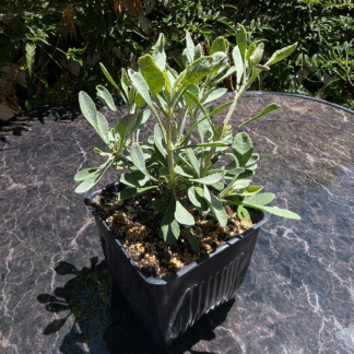 salvia celestial blue 4 inch