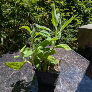 fragrant pitcher sage